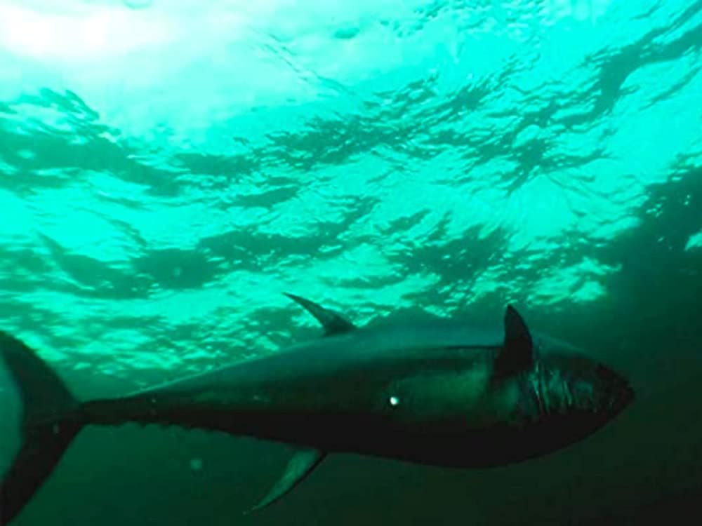 Inside Sportfishing Films Screaming Reels at Prince Edward Island
