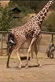 Safari: An Extraordinary Adventure Growing Up: Giraffe